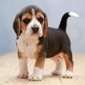 this is kinda wht my beagle dog looked like as a puppy