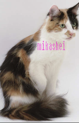 Mikashei