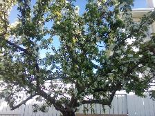 Behold ma Apple tree