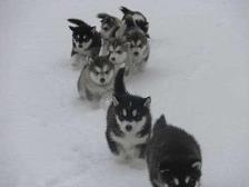All these Huskies are so ADORABLE! ^-^