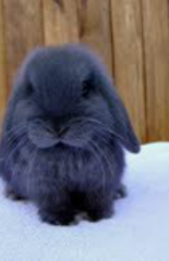 Blu_the_bunny