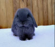 Blu_the_bunny's Photo