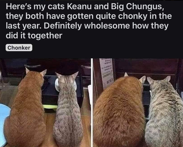 i hate reddit you are putting your “chonkers” at risk