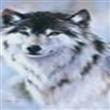 wolfstar2000 wolfstar2000