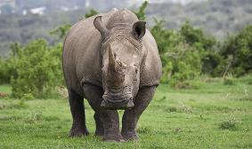 This rhino is on the verge of extinction! Save the northern white rhino!!!!