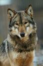 redwolf0616