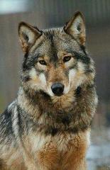 redwolf0616