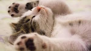 CatCatOdin CatCatOdin