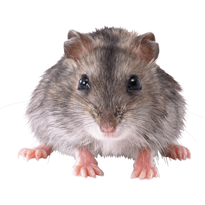 LeRoiDesSapins LeRoiDesSapins
