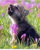 If you think this wolf pup is cute star this photo