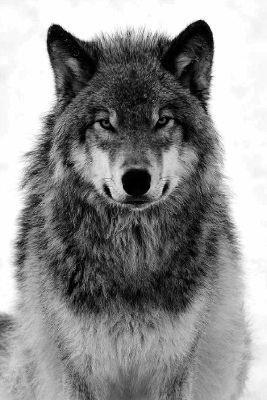 WolfWarrior's Photo