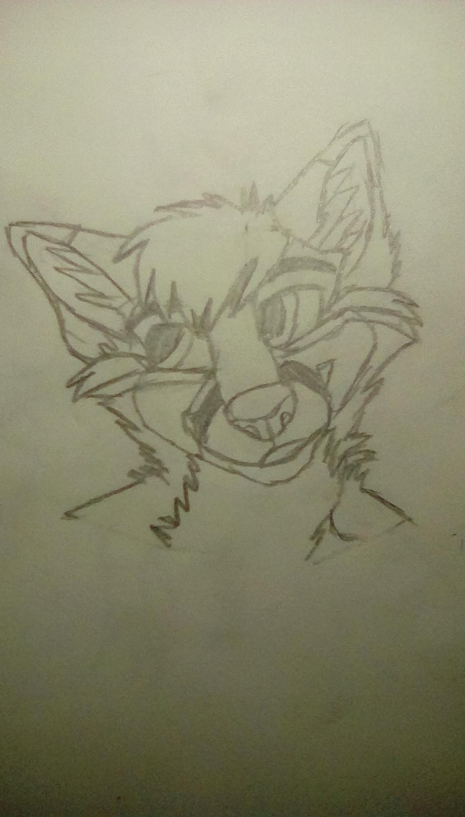 FoxyFox_Kota FoxyFox_Kota