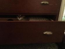 She was hiding in my onesie drawer