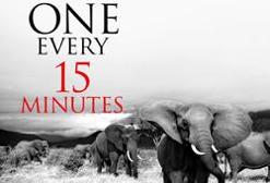 One elephant dies every fifteen minutes... D: DX