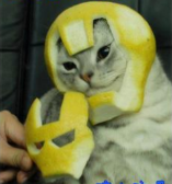 when life gives you lemons turn your cat into iron man