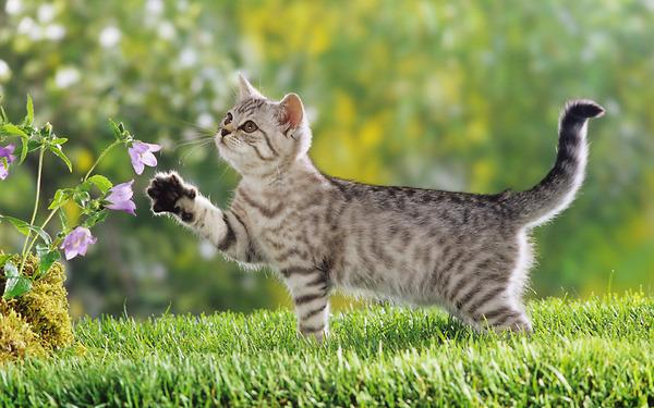 kitten_lover_7 kitten_lover_7